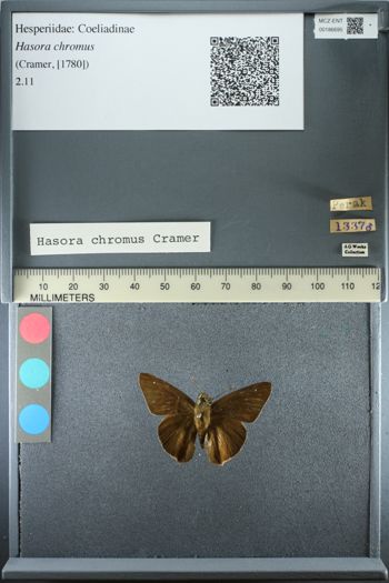 Media type: image;   Entomology 186695